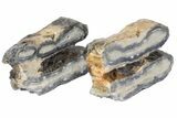 Mammoth Molar Slices With Case - South Carolina #99517-2